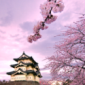 Download Free Windows 7 Cherry Blossom Theme