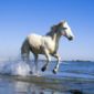 Download Free Windows 7 Horses Theme