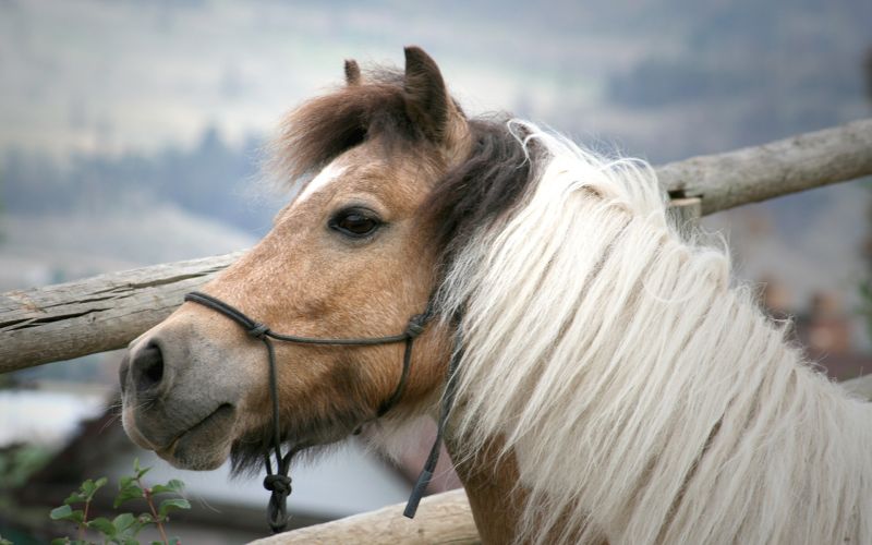 7 Horse Images Free Download