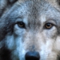 Download Free Windows 7 Wolves Theme