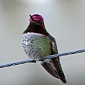 Download Hummingbirds Theme for Windows 7