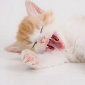 Download Microsoft's Sleepy Kittens Theme for Windows