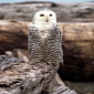 Download Microsoft’s Snowy Owls Theme for Windows 8.1