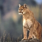 Download OS X Mountain Lion 10.8.4 – Official Release