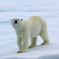 Download Polar Bears Theme for Windows 7