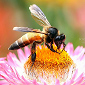 Download the Bees Theme for Windows 7 / 8