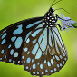 Download the Butterflies of Nagpur Free Windows Theme