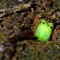 Downright Bizarre Predatory Worm Glows Green in the Dark