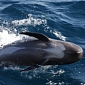 Dozens of Pilot Whales Become Stranded in New Zealand, All Die