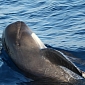 Dozens of Pilot Whales Now Stranded in Florida's Everglades