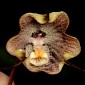 Dracula Orchids Risk Going Extinct, Conservationists Warn