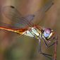 Dragonfly Migration Resembles that of Birds