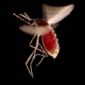 Drug-Resistant Parasite Questions Malaria Treatment