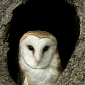 Drunk Driver Hiding in Tree Pretends to Be an Owl to Avoid Arrest
