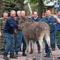 Drunk Russian Moose Rescued After Falling into a Pond