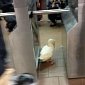 Duck Loose in New York Subway Is Stunt by Insurance Company