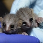 Duke Lemur Center Welcomes Twin Baby Lemurs