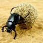 Dung Beetles Make Cow Poop More Environmentally Friendly