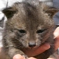 Dwarf Foxes in California's Channel Islands Make Amazing Recovery