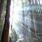 Dwindling Fog Threatens US Redwoods