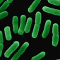 E. coli Used to Make Living Computer