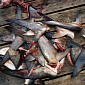 EU Officially Bans All Shark Finning