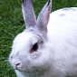 EU Readies to Permanently Ban Animal-Tested Cosmetics