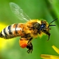 EU Readies to Roll Out Ban on Bee-Killing Pesticides