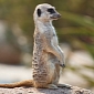 Each Meerkat Has an Individual Voice