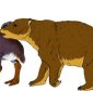 Early Aborigines Ate Hippopotamus-Sized Koalas!
