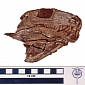 Early Land Vertebrates Sported Fish-like Jaws for Several Million Years