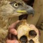 Early Man Was Hunted by Raptor Birds