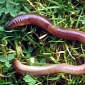 Earthworms Protect Plants Against Hungry Slugs