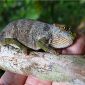 East Africa Reveals New Chameleon Species
