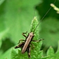 Eating Insects and Drinking What Used to Be Urine Could Help Protect Resources
