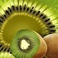 Eating Kiwi Benefits Digestion, Reduces Feelings of Overfullness and Discomfort