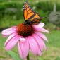 Echinacea Reduces Cold Duration by Only Half a Day