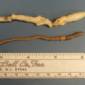 Ecologists Ask Obama to Protect the Palouse Earthworm