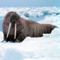 Ecologists Want to List Walruses as Endangered