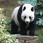 Edinburgh Zoo Will Have Two Expensive Giant Pandas
