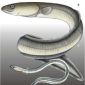 Eels: the Oddest Migration for Sex
