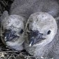 Eight Humboldt Penguin Chicks Hatch in Germany