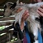 Eight-Legged Baby Goat Born on Croatian Farm