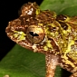 Eight New Frog Species Discovered in Wilderness Sanctuary