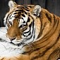 Electric Trap Kills Tigress in India