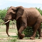 Elephant Abuse Video Leads to Top Circus Being Charged with Animal Cruelty