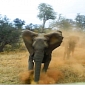 Elephant Attacks Jeep on Safari – Video