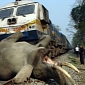 Elephant Gets Hit by a Speeding Train, Dies on the Spot