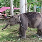 Elephant Held Hostage by Villagers in Indonesia Is Rescued by Conservationists