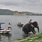 Elephant Is Rescued from Drowning in a Lake